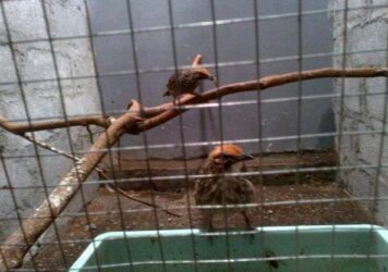 Dijual Sepasang Cucak Rawa/Rowo Dewasa Suara Ropel Asli Sumatra